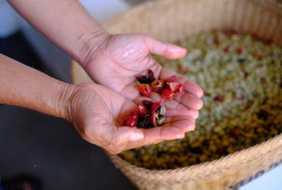 Triage manuel et contrôle visuel de la qualité sur des grains verts de café Arabica. Région de Kintamani, Bali (Indonésie) © CIRAD