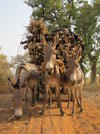 Anes au Burkina Faso © Thomas Bouasria