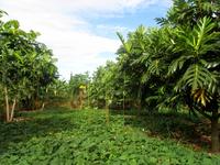 Expérimentation paysanne agro-écologique en Guadeloupe : association arbres à pain et patate douce © P. Dugué