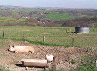 Sur une ferme bio diversifiée en bovin lait, porc plein air et céréales dans les Monts du Lyonnais © M. Moraine