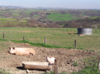 Sur une ferme bio diversifiée en bovin lait, porc plein air et céréales dans les Monts du Lyonnais © M. Moraine